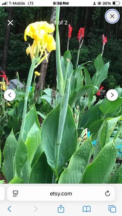 Yellow Cana Lily
