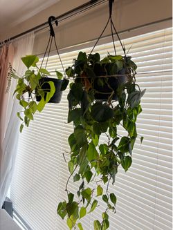 2 hanging pathos plants