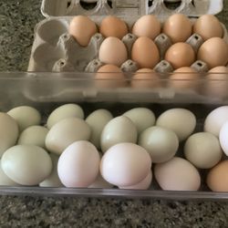 Fresh Eggs For Sale