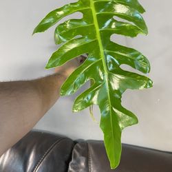philodendron bob cee 
