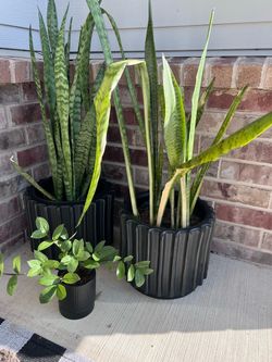 Plants for sale