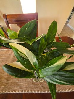 💚 Monstera Cobra (Monstera standleyana)🌿