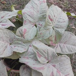 Syngonio Milk Confetti Plant 