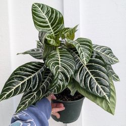 Zebra Plant 6" Pot - Indoor House Plants 