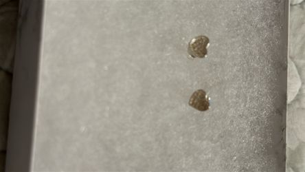 New heart 925 earrings
