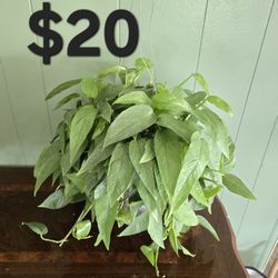 Cebu Blue Pothos Plant