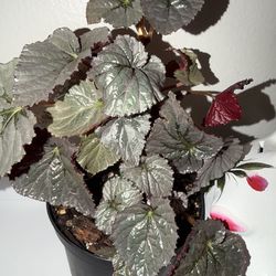 Begonia, Silver