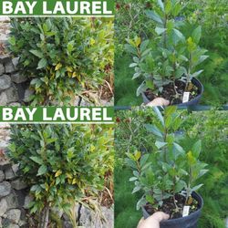 bay leaf Trees in 3gal arboles  de hoja de Laurel 