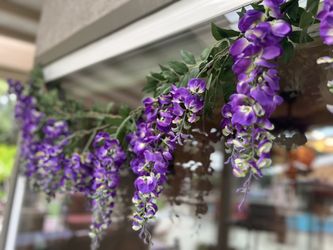 Flowers: Wisteria
