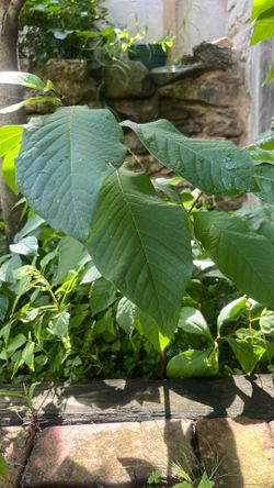 Paw Paw Trees