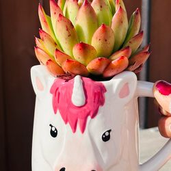 Beautiful Korean succulents In unicorn mug