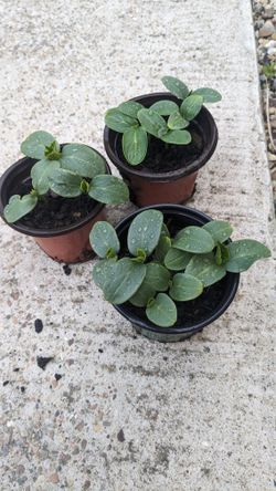 Pickles Plants