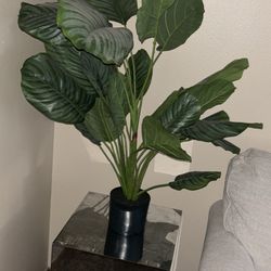 Plant For End Tables 