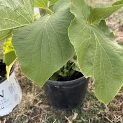 Yerba Santa 