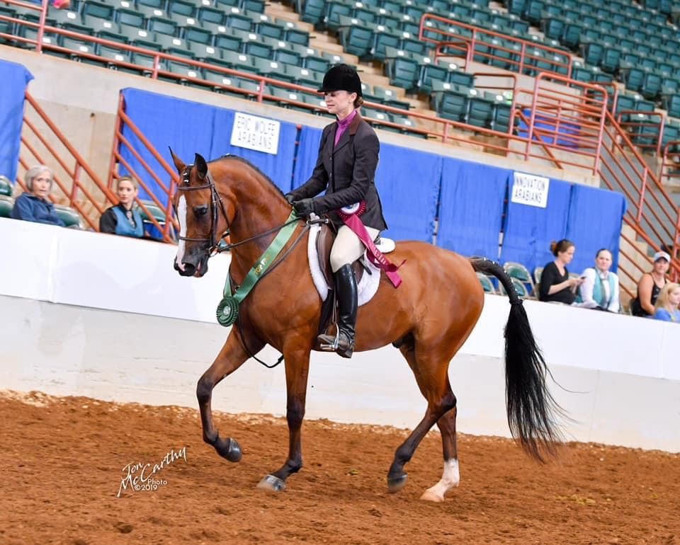 Horse for sale, Arabian gelding, multi-champion in dressage