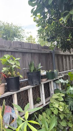 Plants