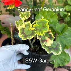 Fancy Leaf Geranium With Red Flower  All Year Bloom