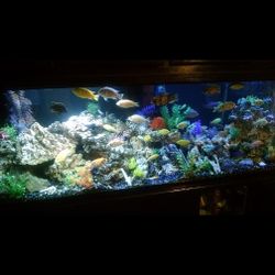 180 Gallon Fish Tank