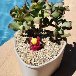 Mini jade plant