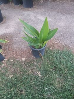Canna Lily Yellow Flower $6