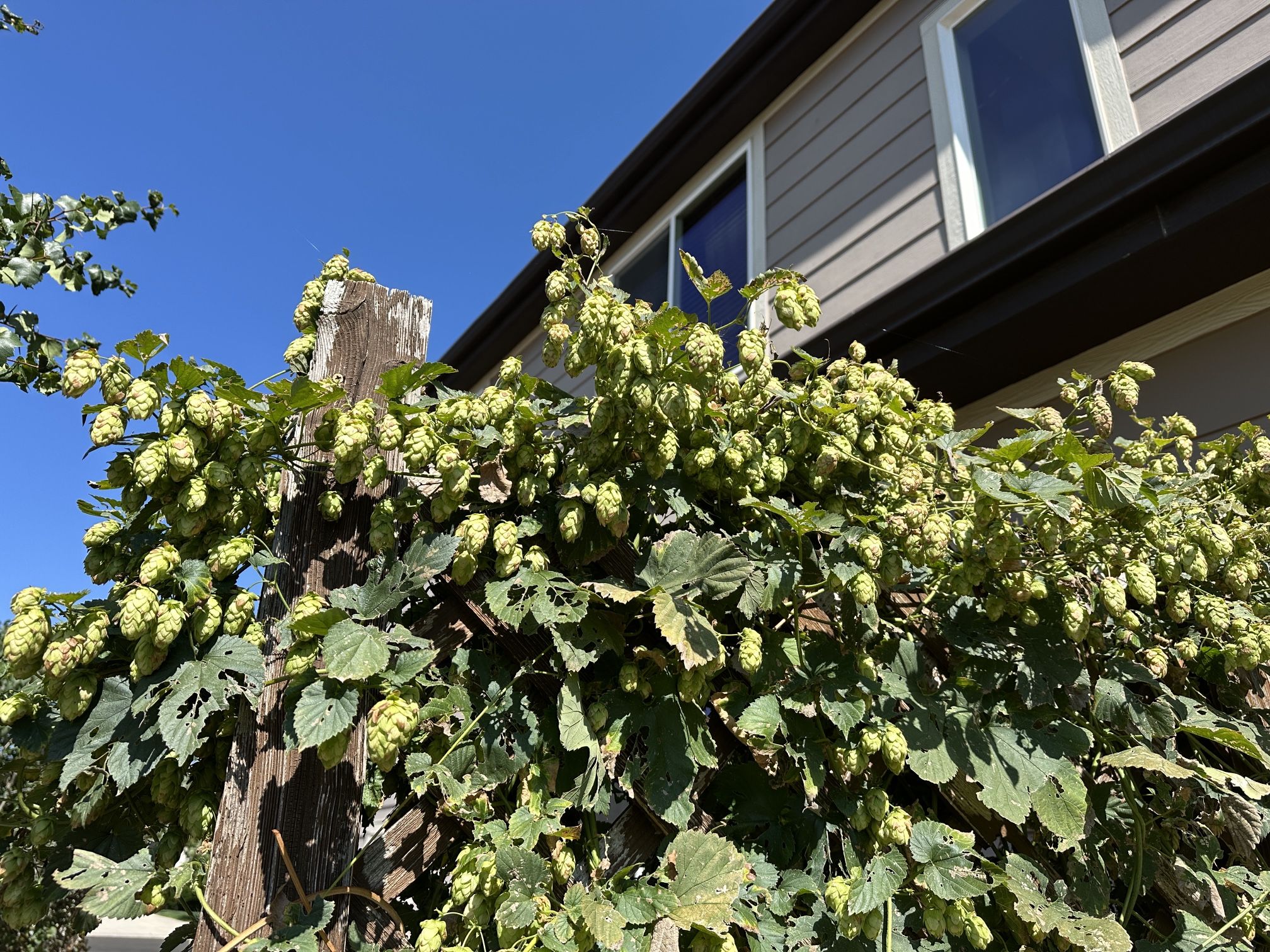 HOPS- Free Cascade And Mt. Hood Varietals For Harvesting