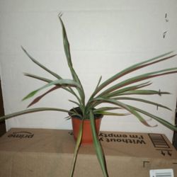 Live Indoor Spider Plants $1
