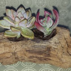 Mini Dual Succulent Driftwood Planter