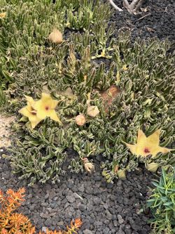 Starfish Cactus /Stapelia