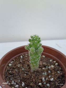 El cactus dedal, Mammillaria vetula subsp. gracilis ( Mammillaria gracilis ), es un cactus pequeño con un cuerpo algo delgado, cilíndrico y de color