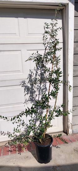 Olive Trees 6 ft located in Pasadena California