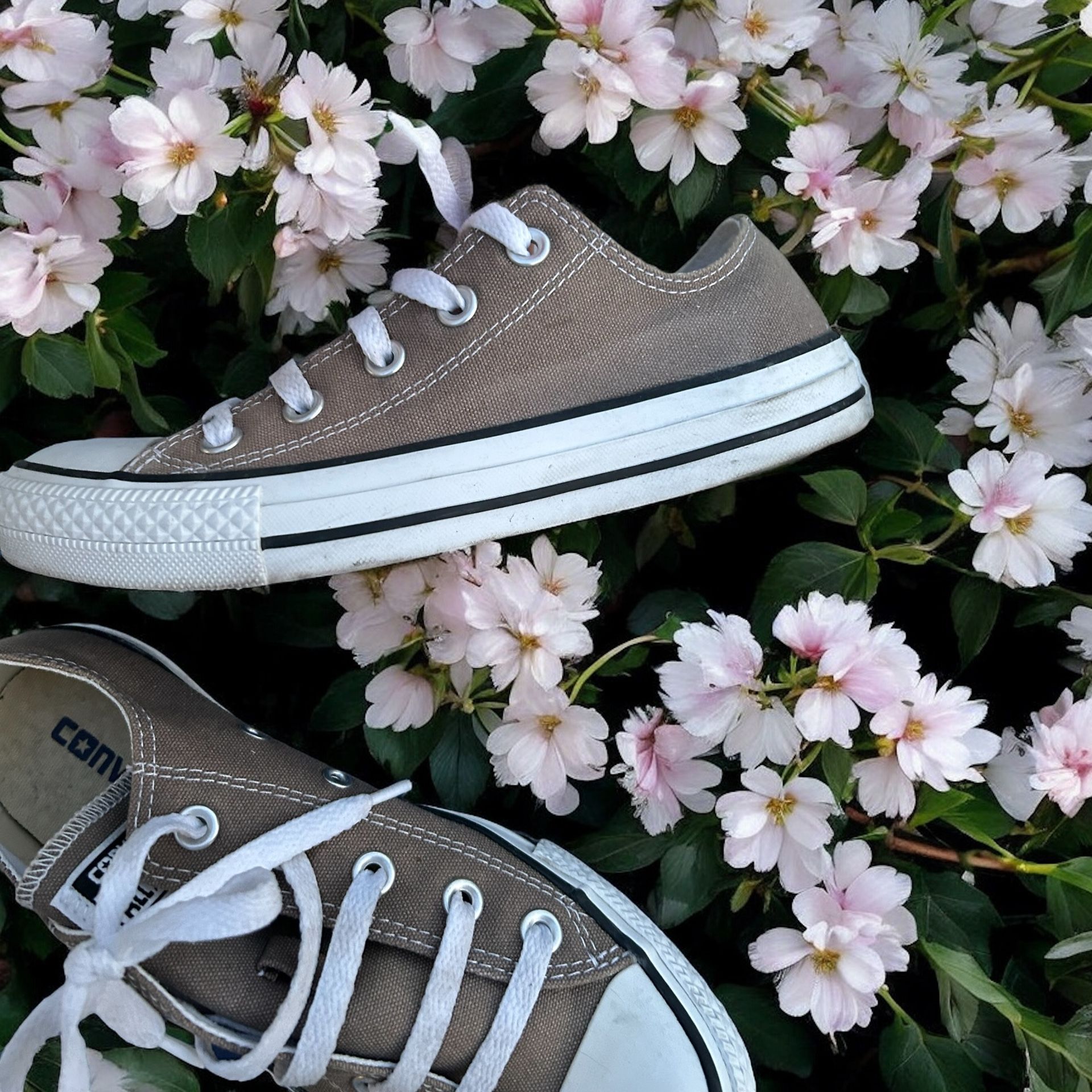Gray Converse