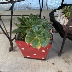 Suculents With Ceramic Pot