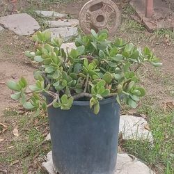 🌿 Healthy Wild Jade Plant – Hardy & Easy Care