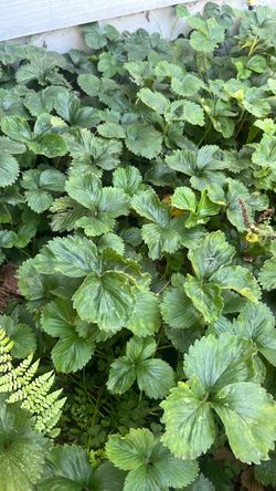 Strawberry plants