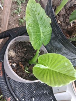 California elephant ear