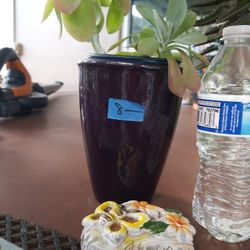 Kalanchoe Sucullent in purple ceramic pot 