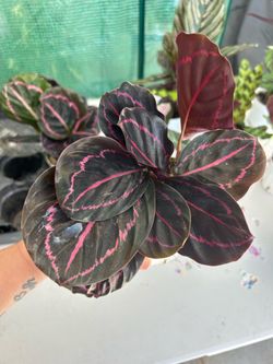 Calathea ‘Dottie’ Plant for Sale