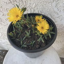 1.5 Gallon Pot Succulent Plant - Lampranthus Multiradiatus - Creeping Redflush - Rooted & Established - Drought Resistant - 🪴Blooms on Spring and Sum