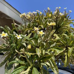 Plumeria - pick your clipping