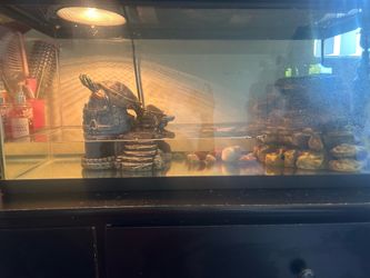 20g Turtle tank