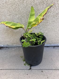 Raja Puri Banana Tree 2 Feet