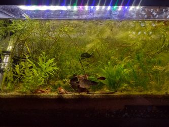 Aquatic Plants For Aquariums Or Pond