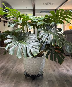 Very Healthy Monstera