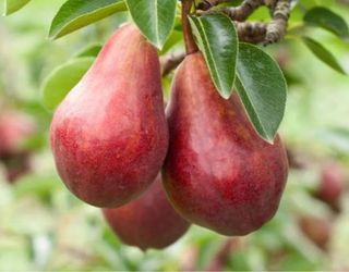 Grafted   Pear, Nectarine, Plum, Apple, Avocado, Cherry,Peach, Apricot   Trees