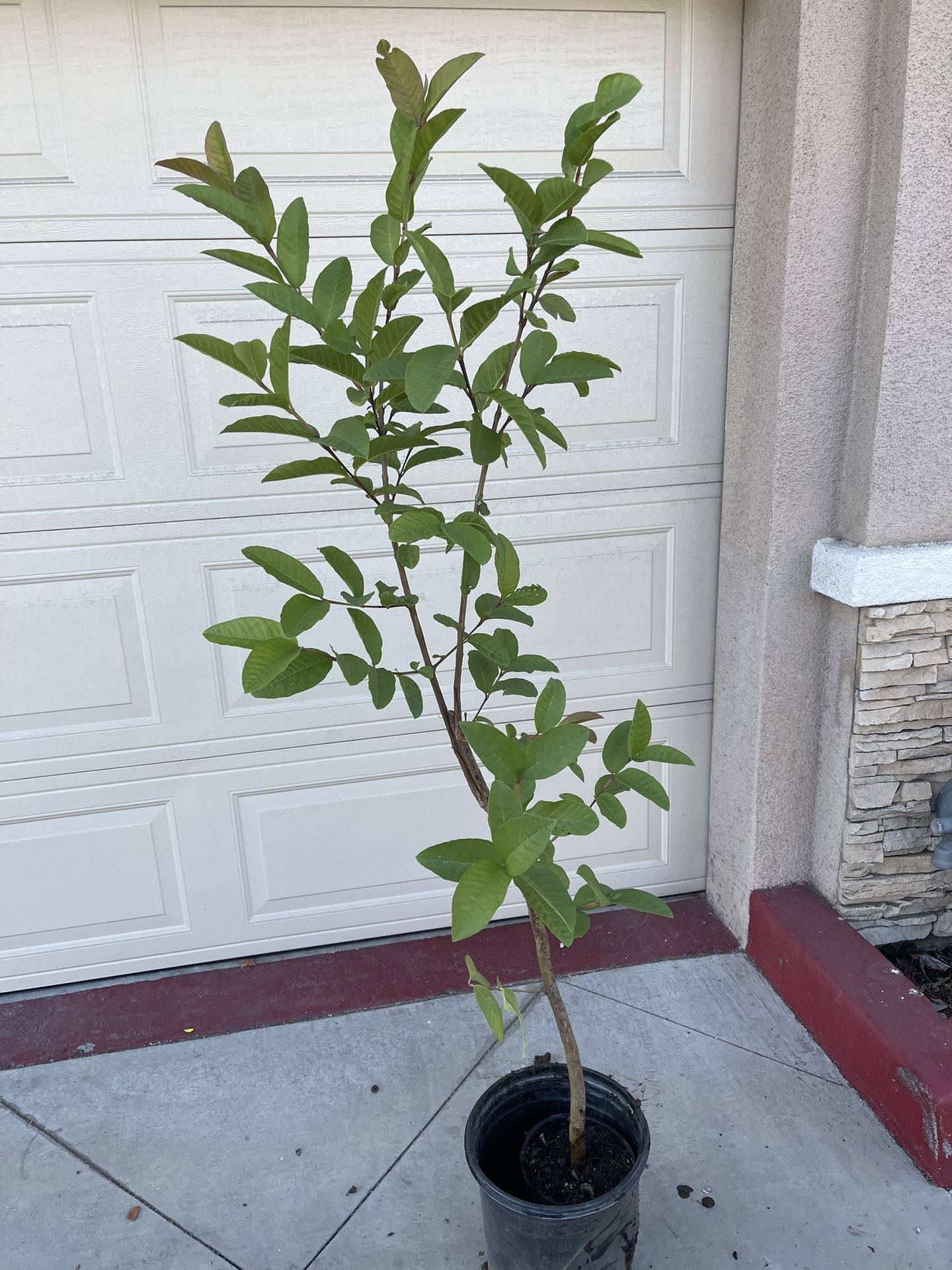 Thai Guava Fruit Tree Plant