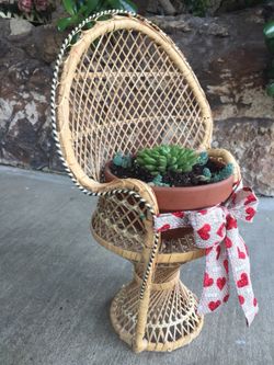Little chair with succulent plants