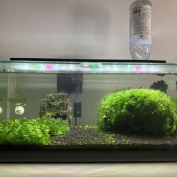 Shrimp Aquarium 