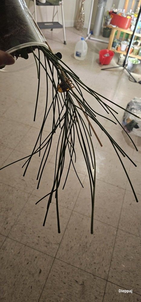 Rare Hoya Spartiodes Grow From Seeds Wysiwug