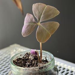 💜🌿✨ Oxalis Triangularis – False Shamrock! ✨🌿💚