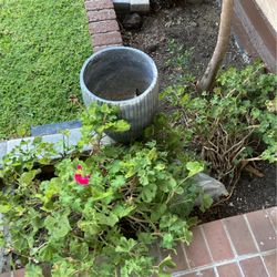 Pot